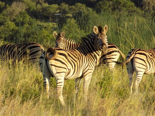 Image Number 4 for Boschhoek Mountain Estate in Waterberg, Limpopo