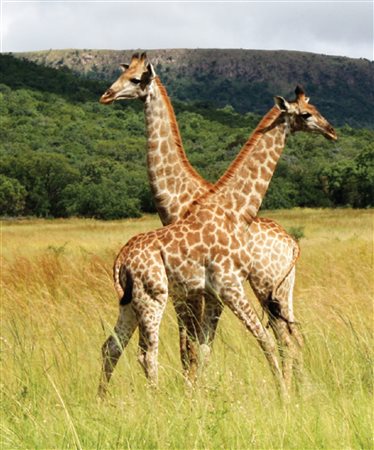 Image Number 6 for Boschhoek Mountain Estate in Waterberg, Limpopo