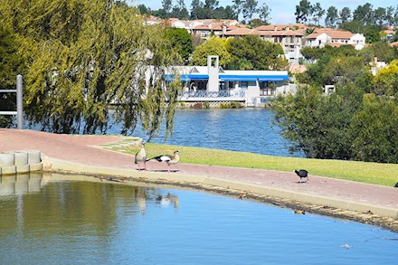 Birds at Cedar Lakes in Fourways