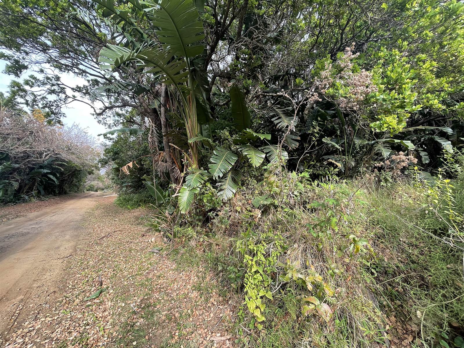 1819 m² Land available in Palm Beach photo number 8