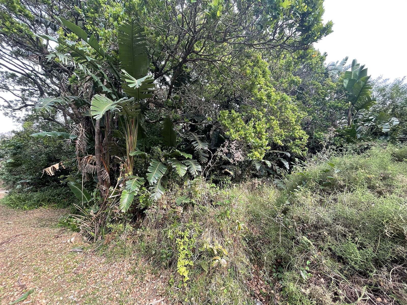 1819 m² Land available in Palm Beach photo number 7