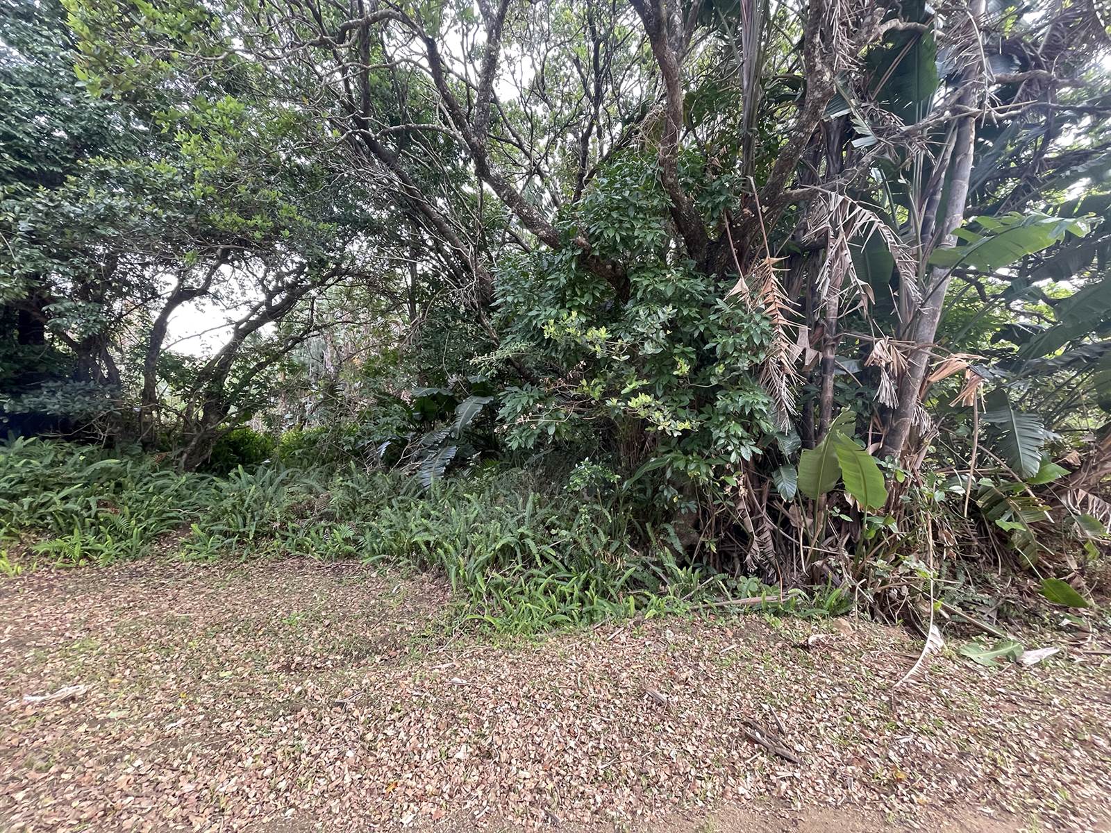 1819 m² Land available in Palm Beach photo number 2