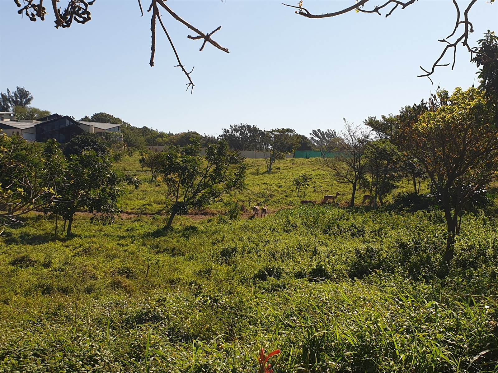 1164 m² Land available in Zinkwazi Beach photo number 12
