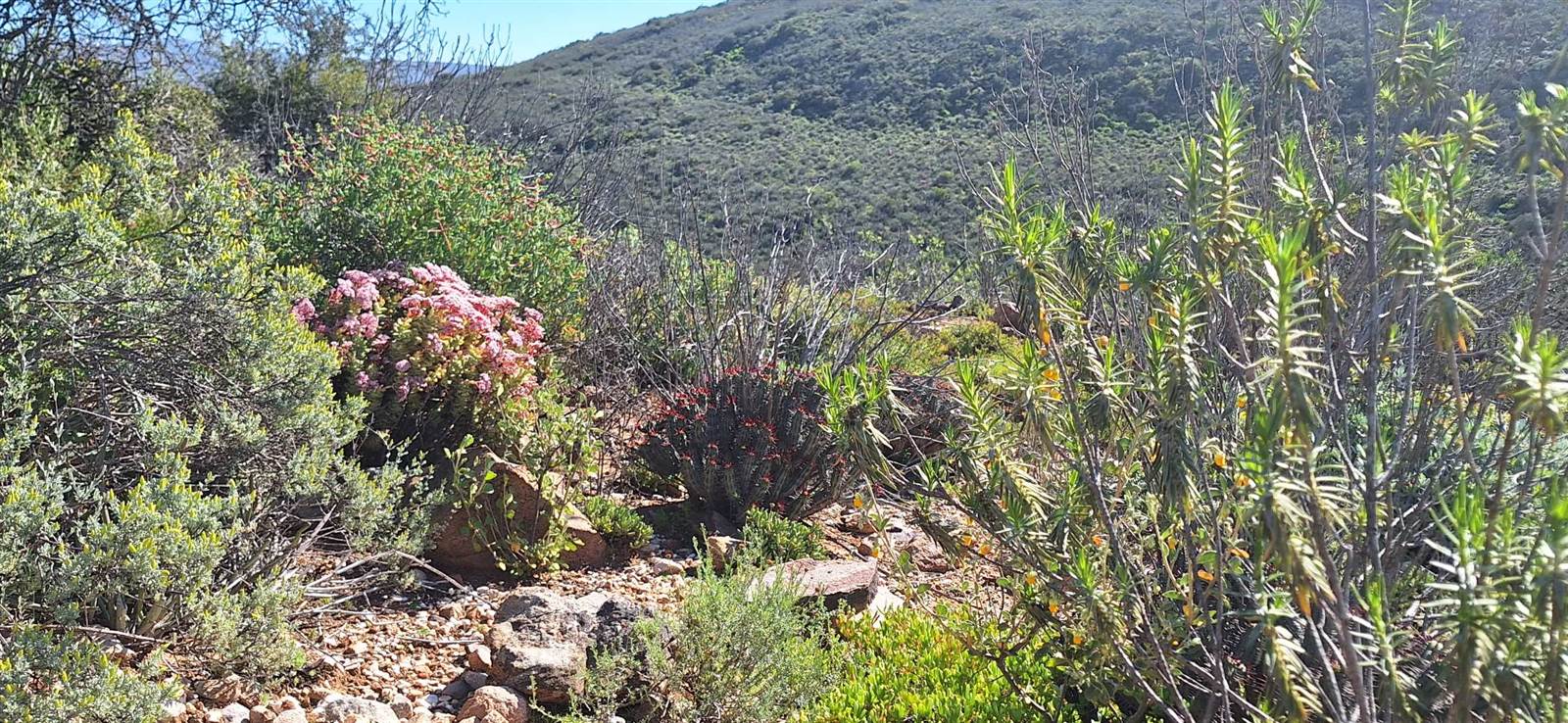 300 ha Land available in Oudtshoorn photo number 10