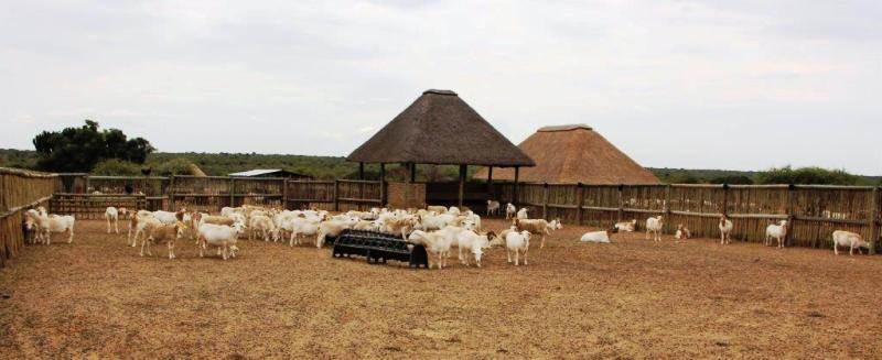 720 ha Farm in Polokwane Central photo number 15