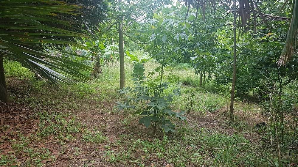 1280 m² Land available in Woodgrange photo number 5
