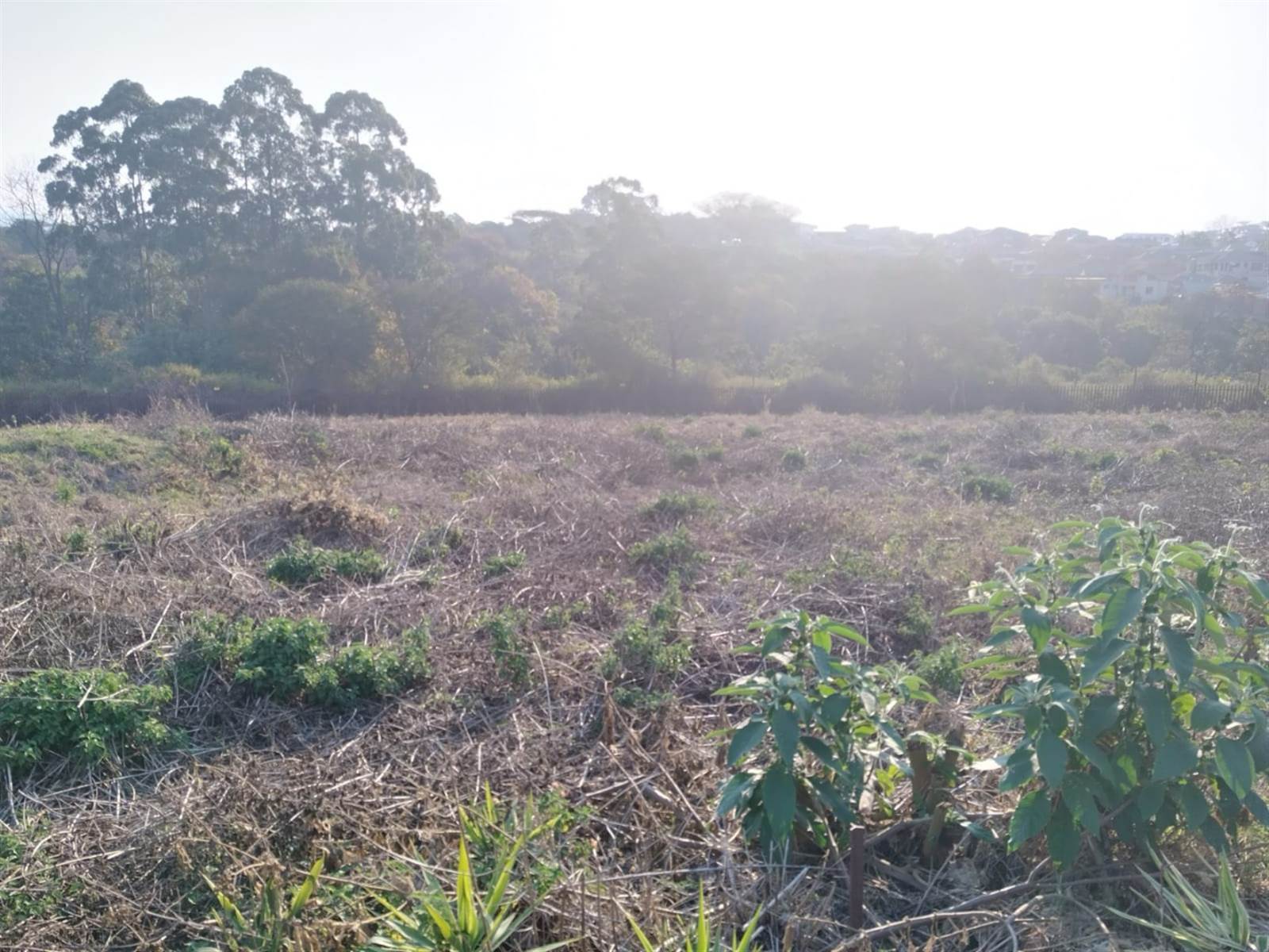 1537 m² Land available in Tzaneen photo number 5