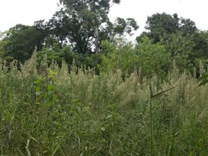 1000 m² Land available in New Hanover