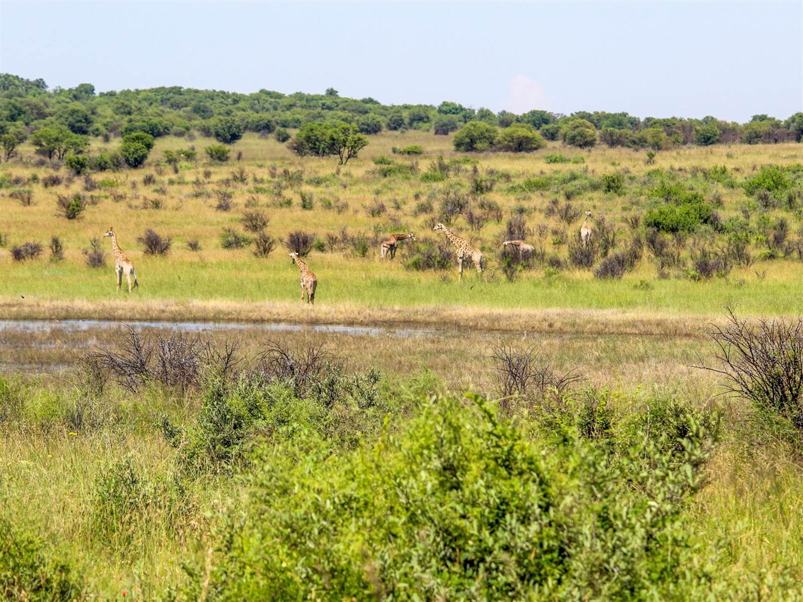 2622 m² Land available in Lekwena Wildlife Estate photo number 10