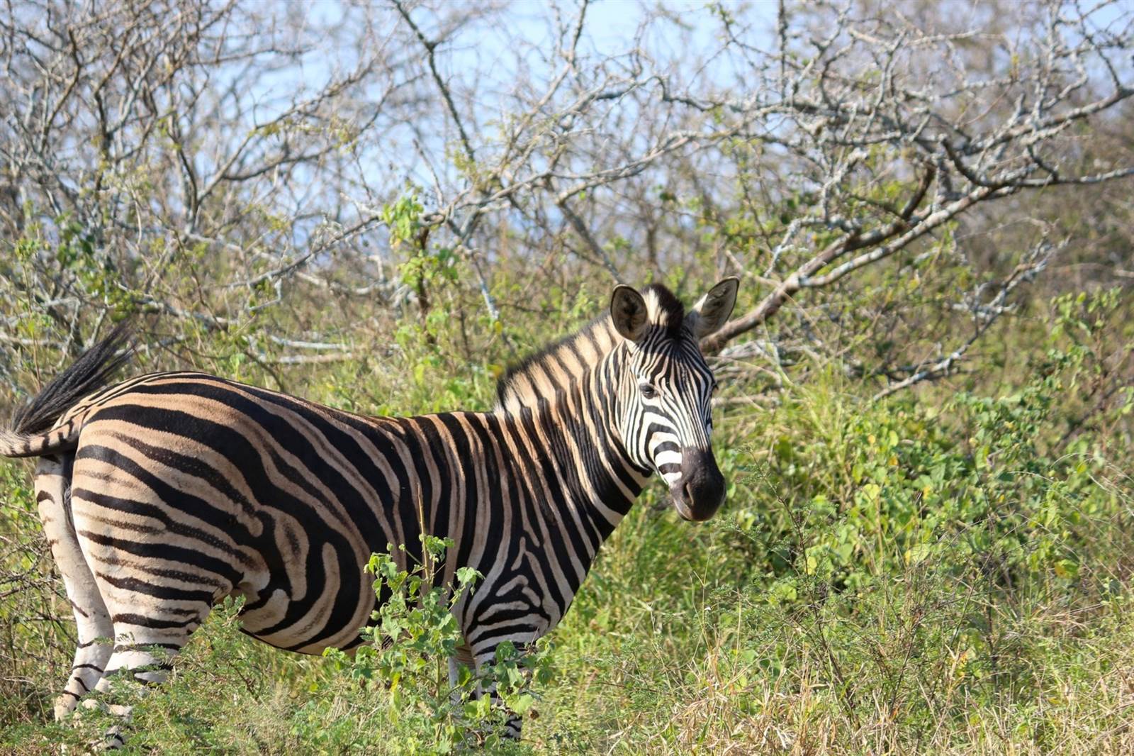 2622 m² Land available in Lekwena Wildlife Estate photo number 9
