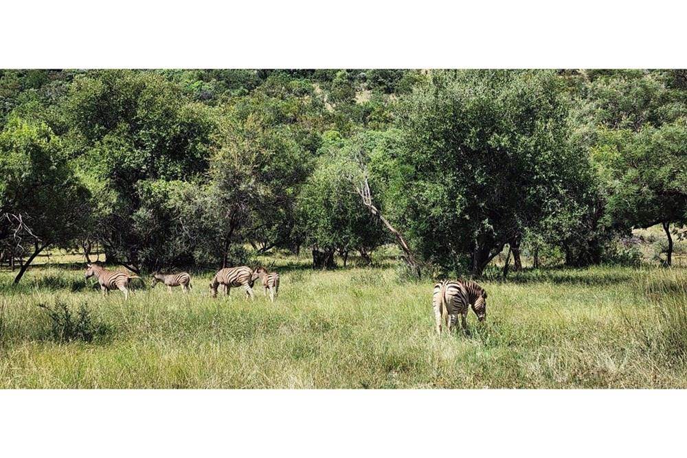 2500 m² Land available in Zwartkloof Private Game Reserve photo number 18