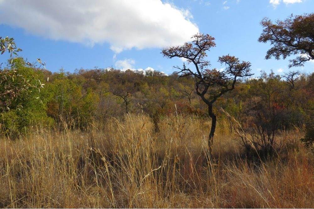 2500 m² Land available in Zwartkloof Private Game Reserve photo number 2