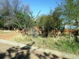 3203 m² Land available in Parys photo number 5