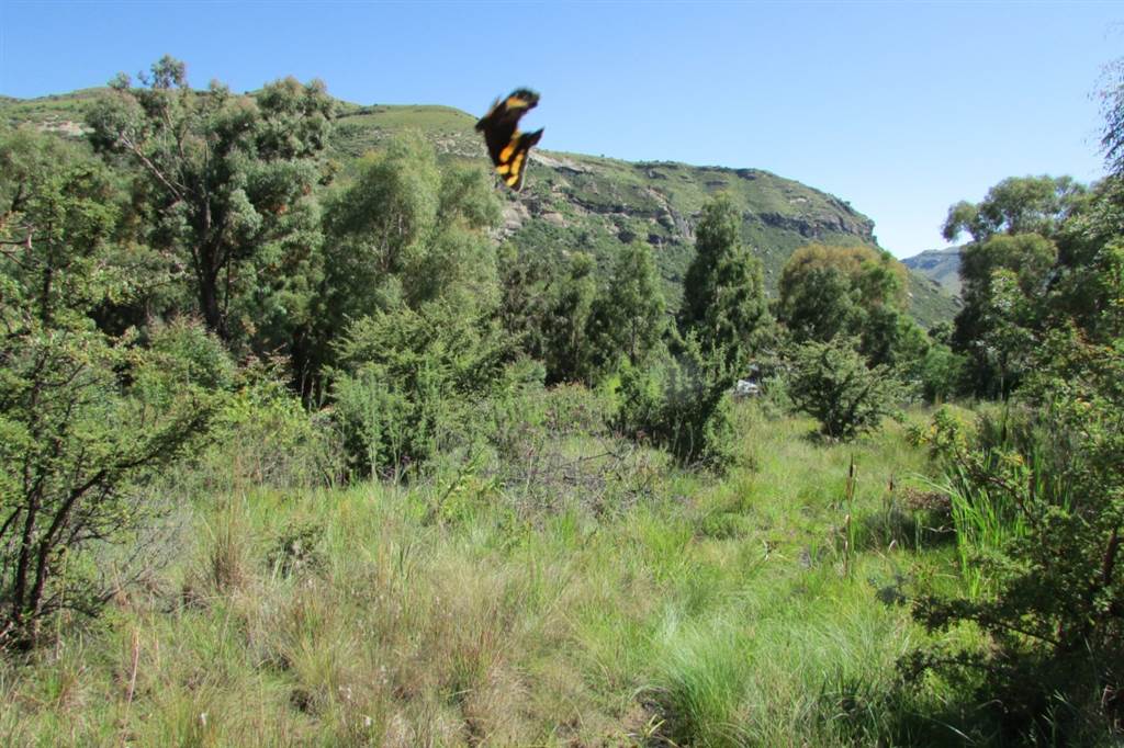 1174 m² Land available in Clarens photo number 9