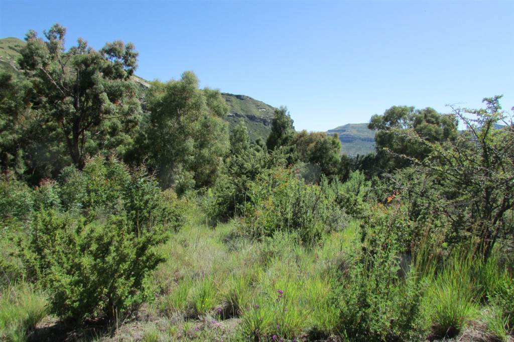 1174 m² Land available in Clarens photo number 8