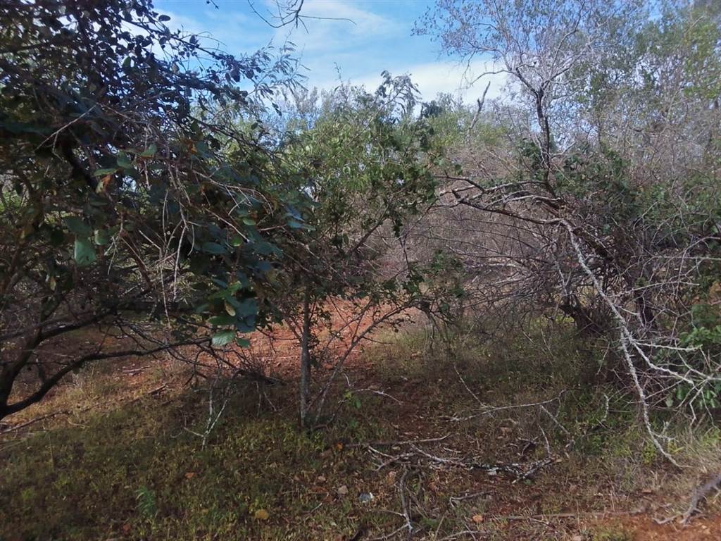 1540 m² Land available in Marloth Park photo number 15
