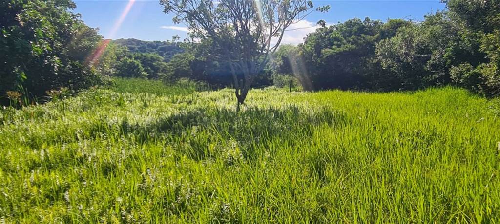 1300 m² Land available in Zimbali Estate photo number 14