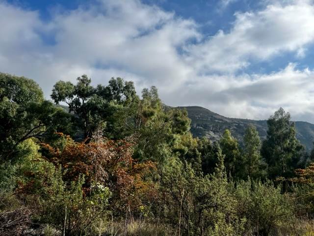 1175 m² Land available in Clarens photo number 4