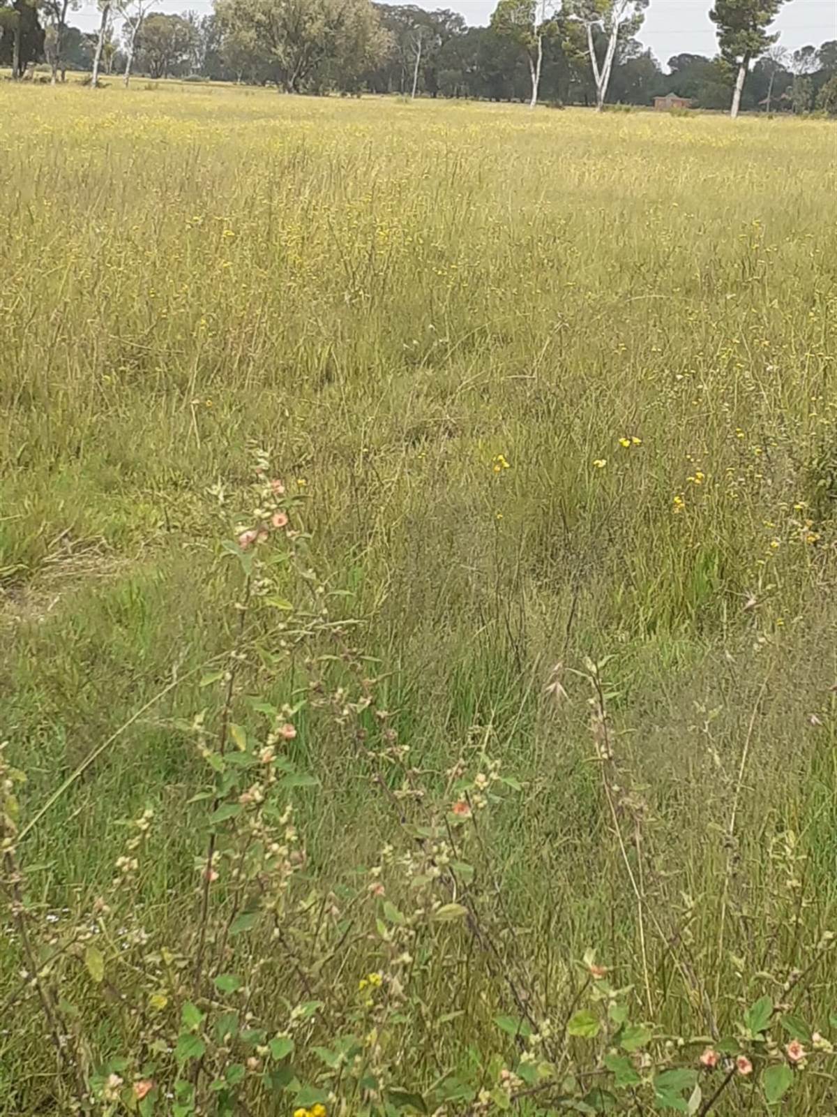 1 ha Land available in Grasslands photo number 2