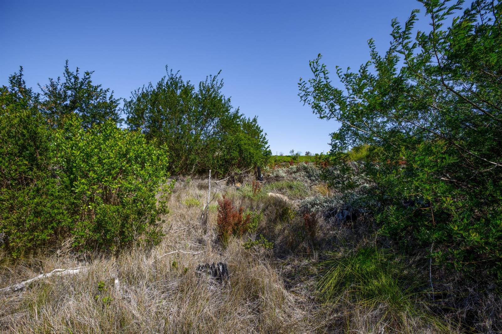 4105 m² Land available in Pezula Private Estate photo number 8