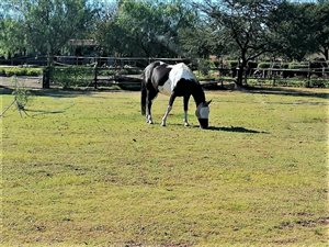 3.5 ha Land available in Blue Saddle Ranches