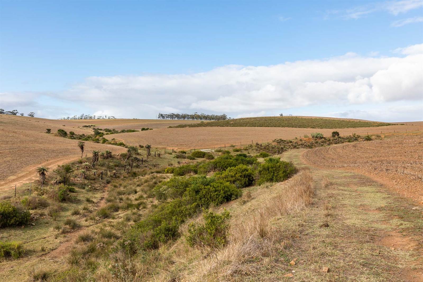 90 ha Farm in Riversdale photo number 17