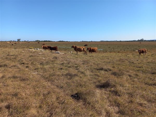41 ha Land