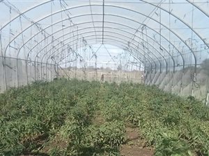 7 ha Farm in Winterveldt