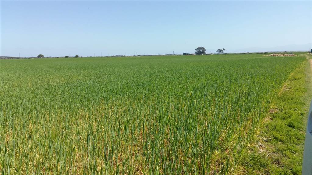 85 ha Farm in Riversdale photo number 29