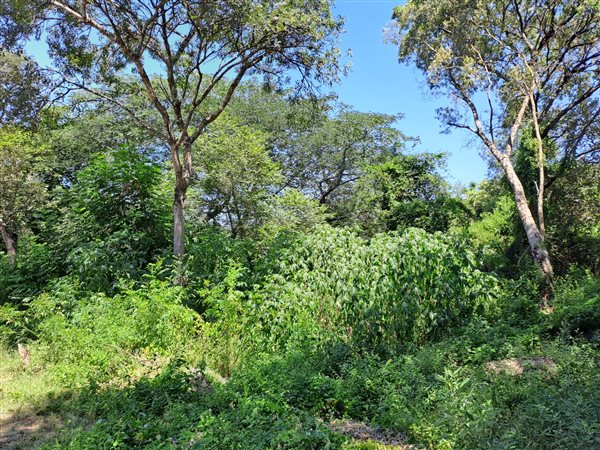 1444 m² Land available in Hazyview
