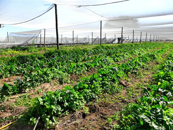 8.5 ha Smallholding 8.5 ha Smallholding