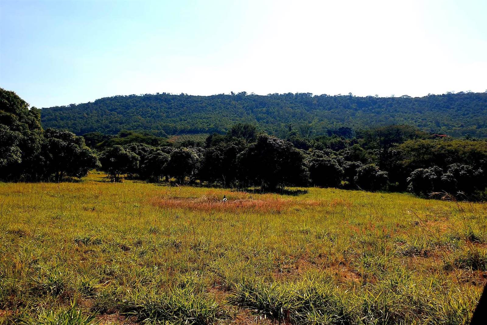 Farm in Tzaneen photo number 9