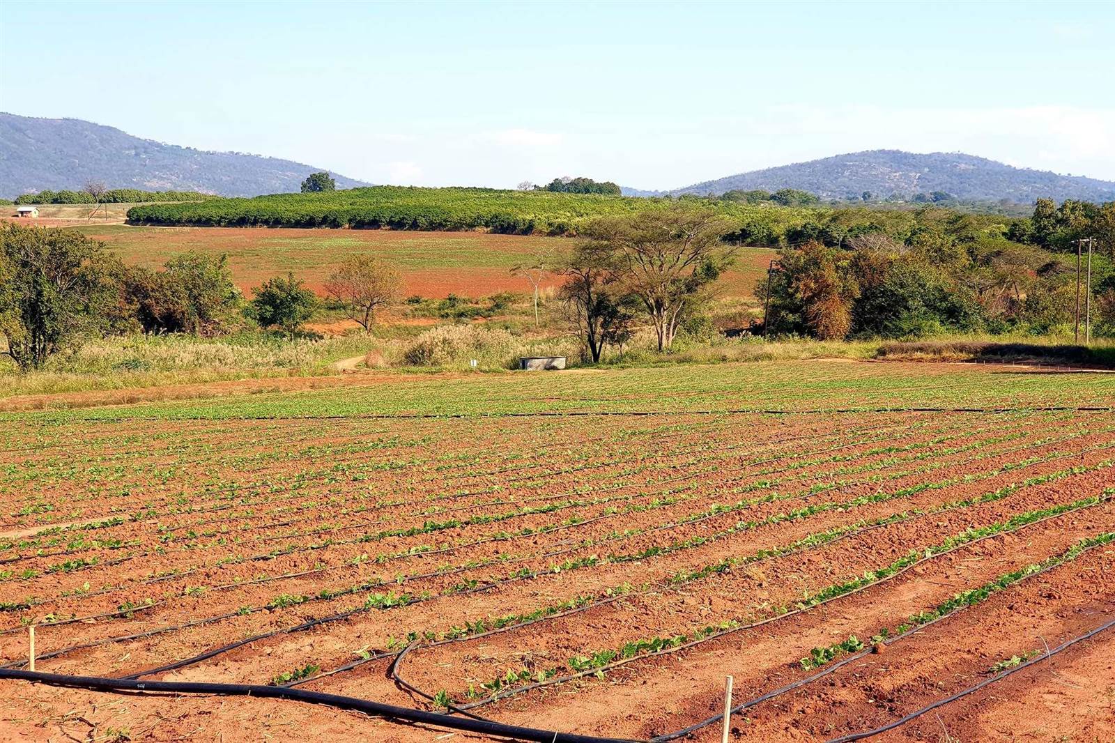 Farm in Tzaneen photo number 27