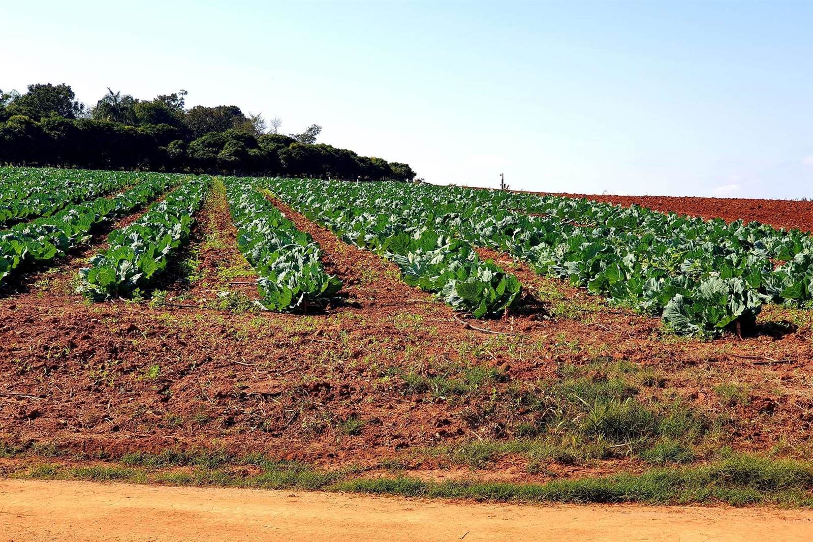 Farm in Tzaneen photo number 30