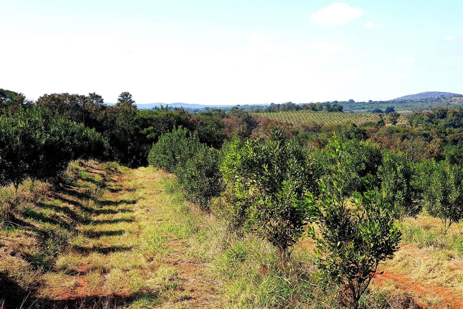 Farm in Tzaneen photo number 25