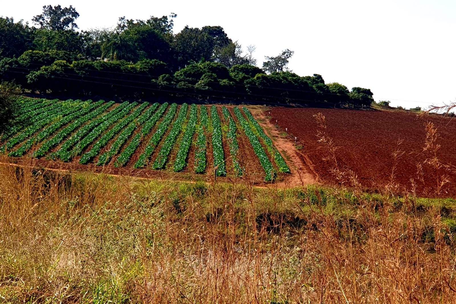 Farm in Tzaneen photo number 26