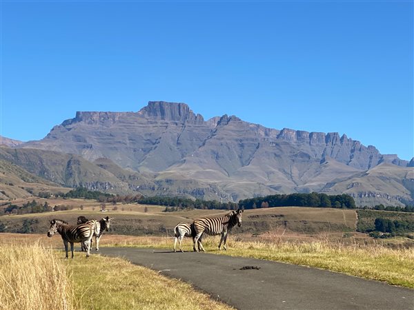 989 m² Land 989 m² Land