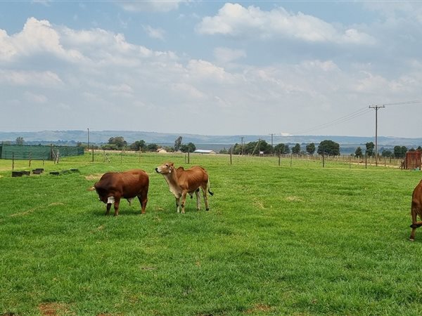 8.5 ha Farm in Tarlton