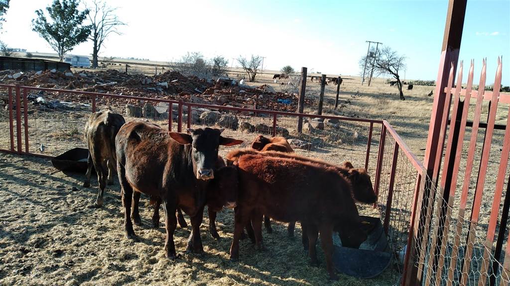 514 ha Farm in Bloemfontein Rural photo number 6