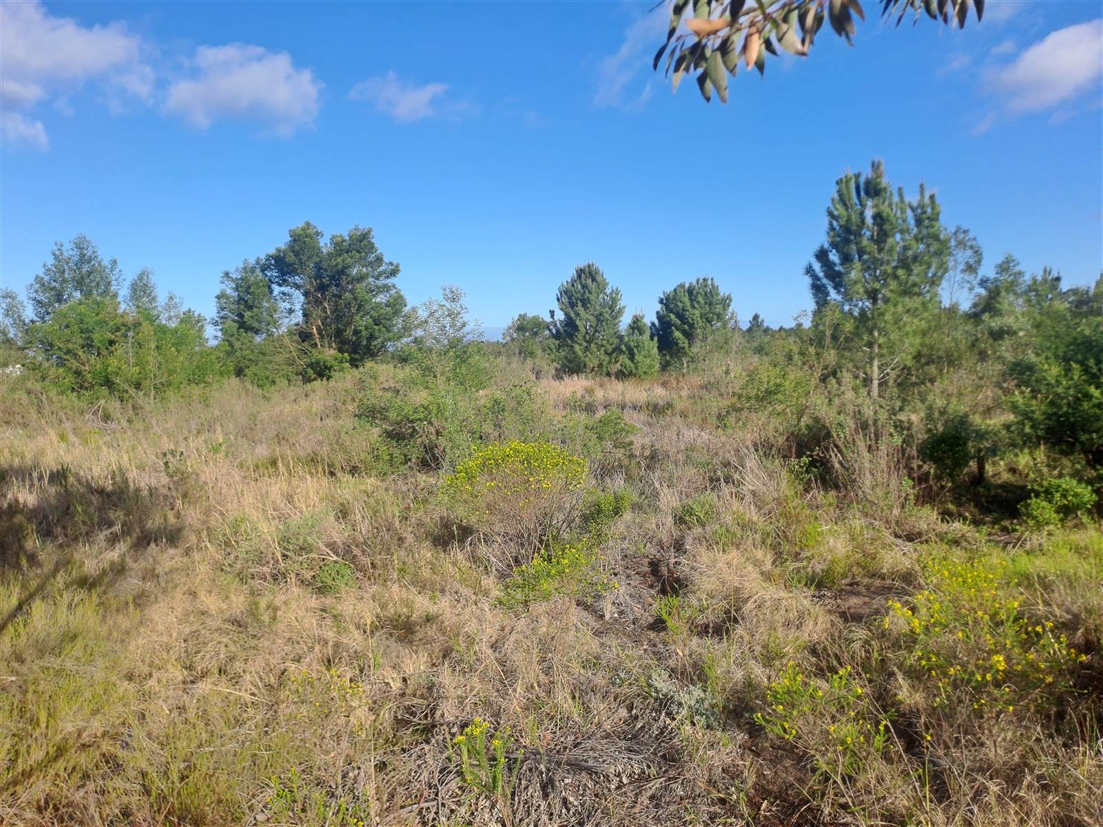 5053 m² Land available in The Crags photo number 4