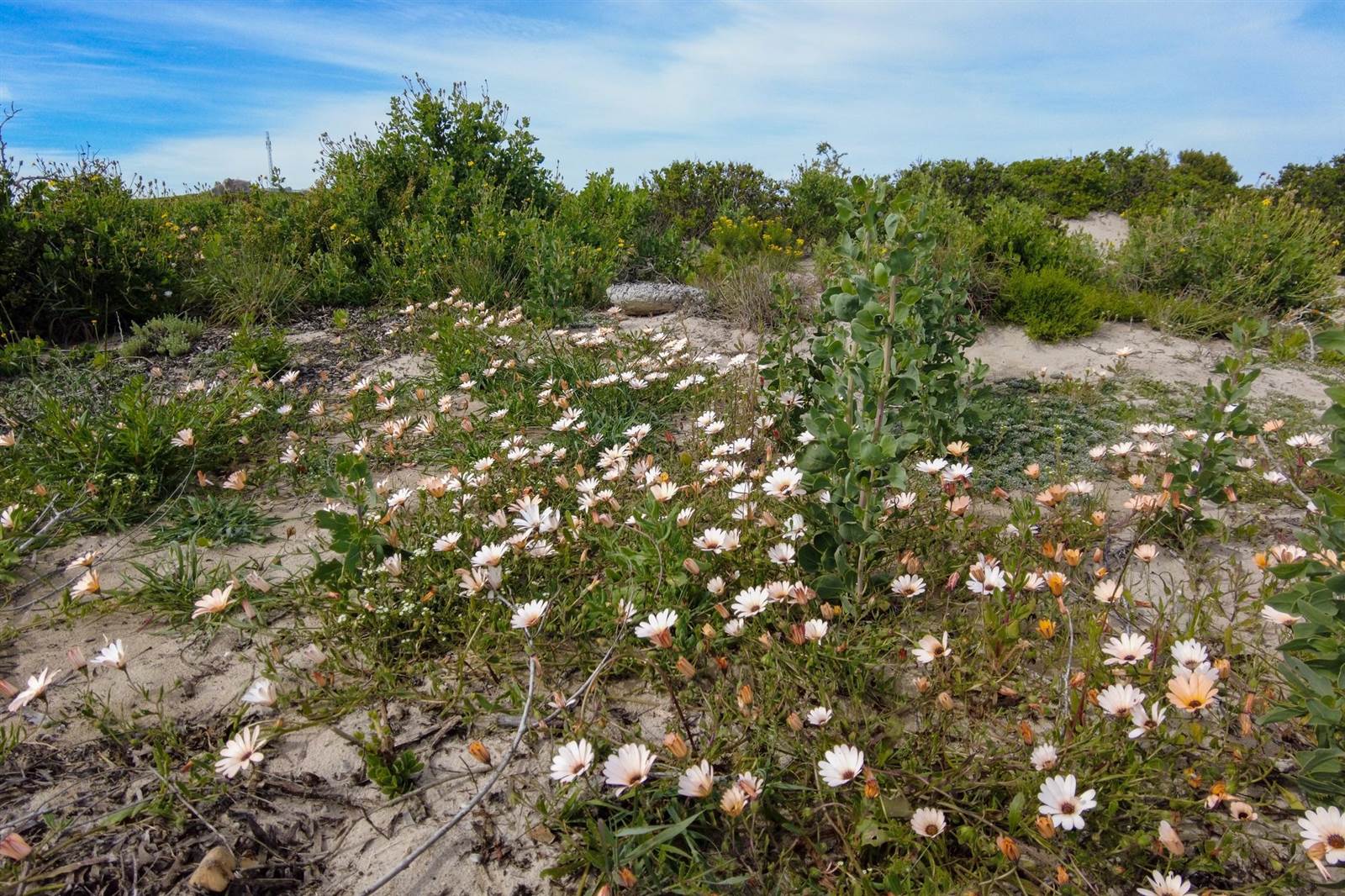 603 m² Land available in Paternoster photo number 7