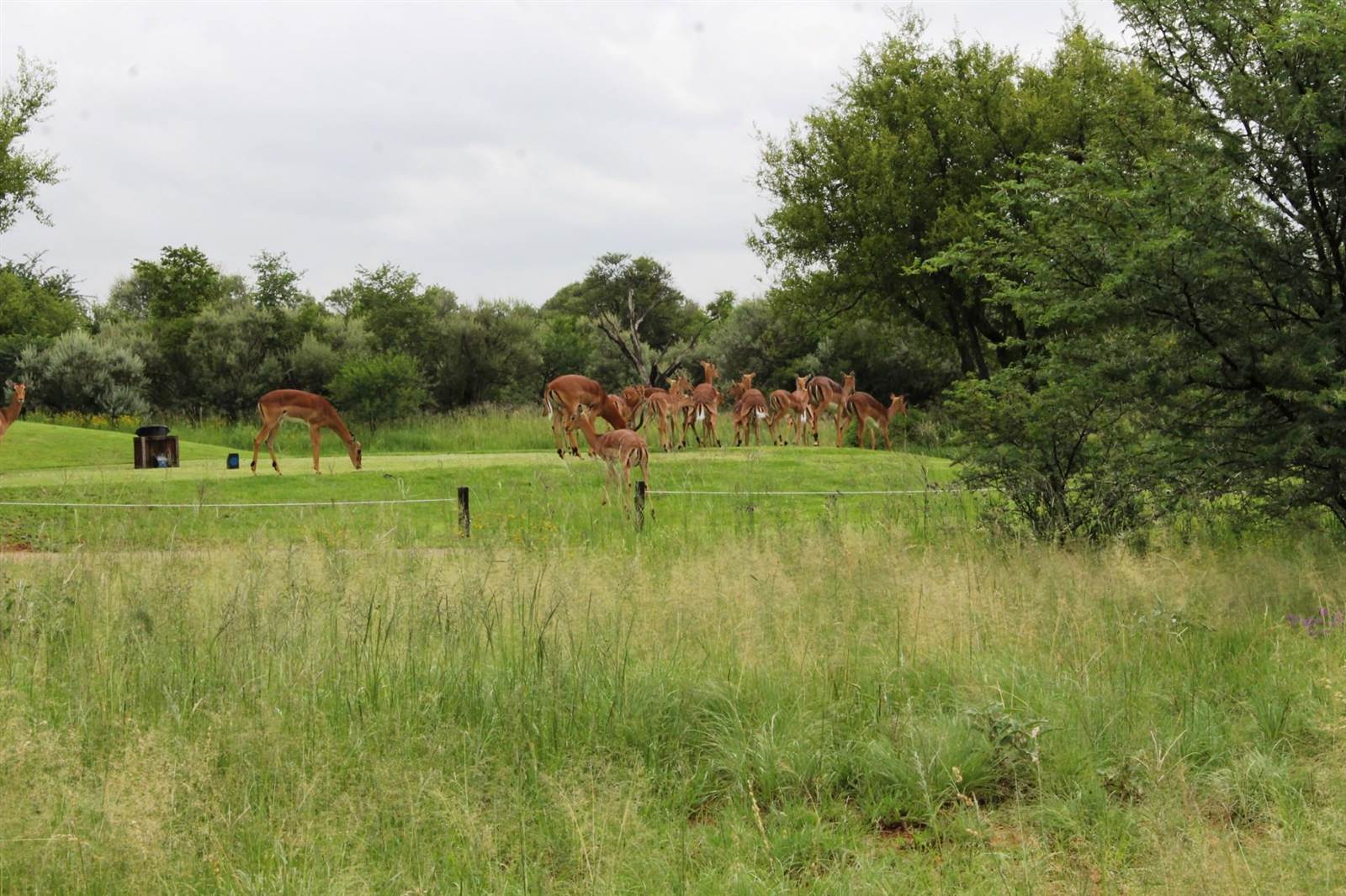 891 m² Land available in Parys photo number 2
