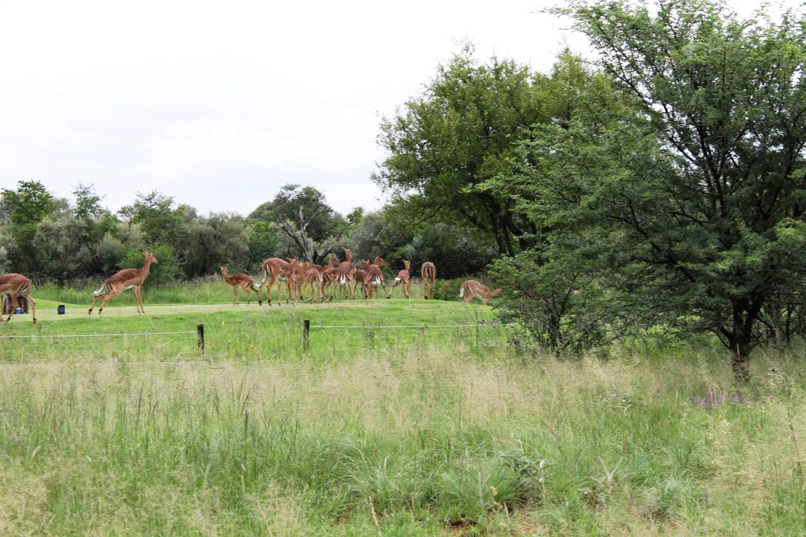 891 m² Land available in Parys photo number 3