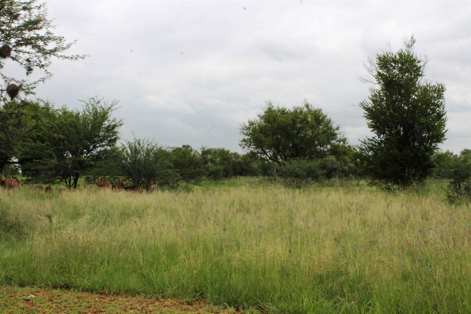 891 m² Land available in Parys photo number 7