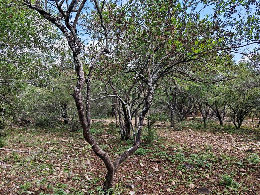 1550 m² Land available in Marloth Park photo number 8