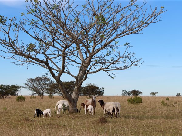 176 ha Farm 176 ha Farm
