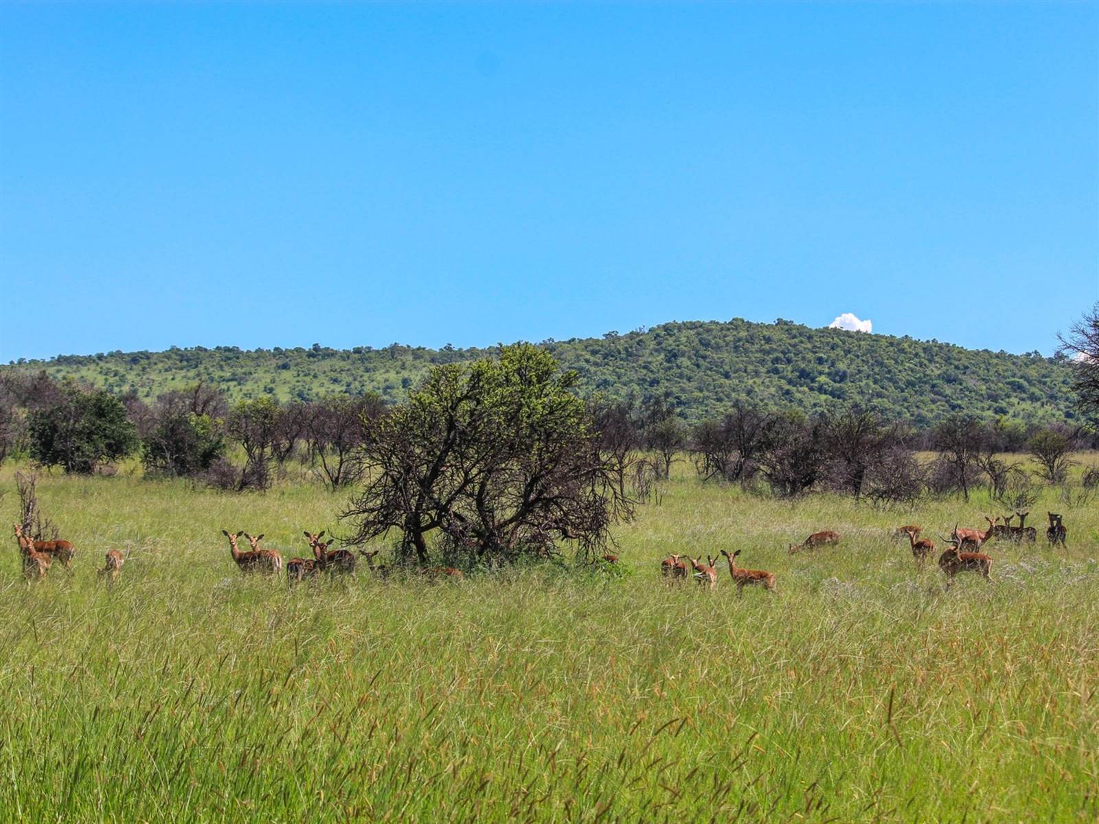 2200 m² Land available in Lekwena Wildlife Estate photo number 7