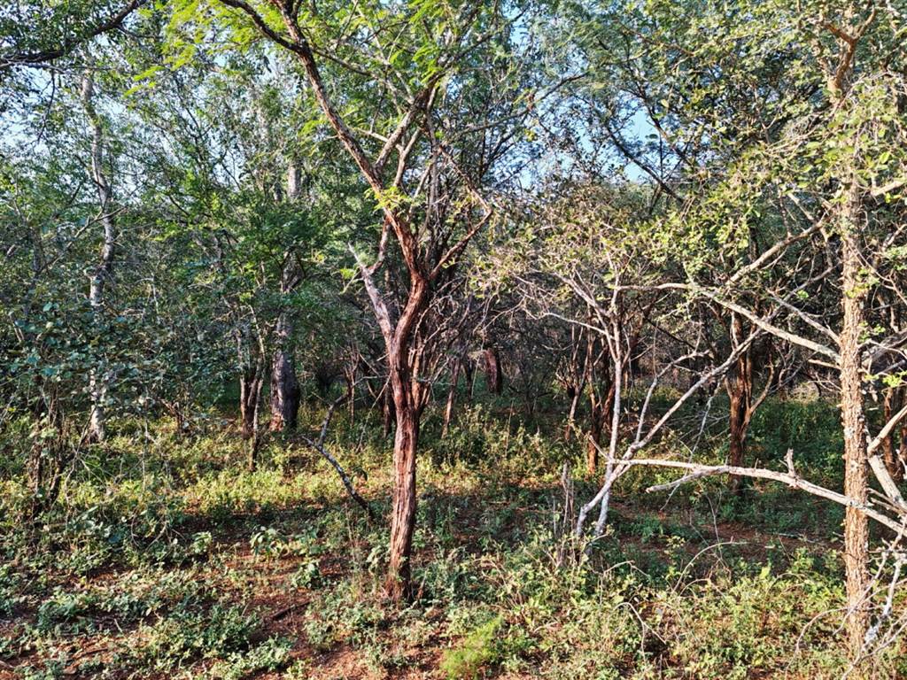 1870 m² Land available in Marloth Park photo number 11