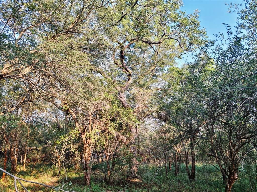 1870 m² Land available in Marloth Park photo number 5