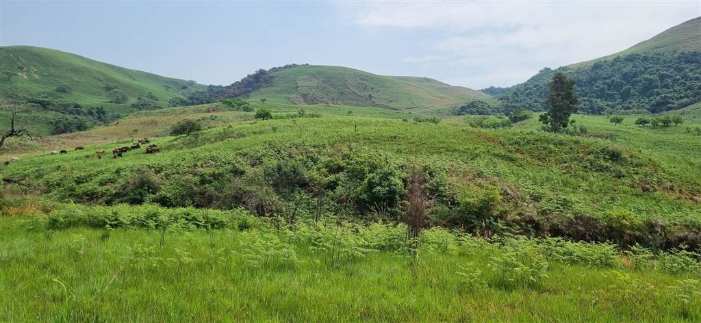 61.9 ha Land available in Bergville photo number 3